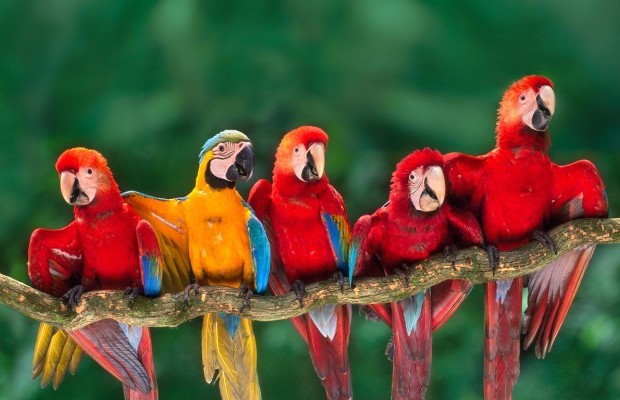 Numărul fotografiei 1 Apartament  Pentru vânzare  in Ghimpați, Giurgiu